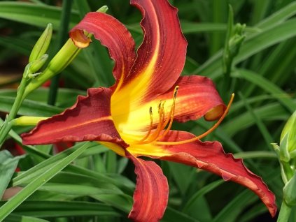 Ľaliovka 'Autumn Red' - Hemerocallis 'Autumn Red'