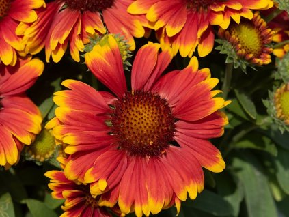 Kokarda osinatá 'Guapa Tango Bicolour' - Gaillardia aristata 'Guapa Tango Bicolour'