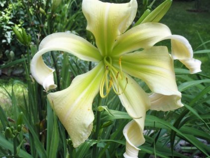 Ľaliovka 'Desert Icicle' - Hemerocallis 'Desert Icicle'