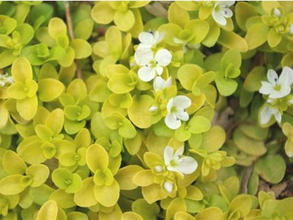 Veronika plazivá 'Sunshine' - Veronica repens 'Sunshine'