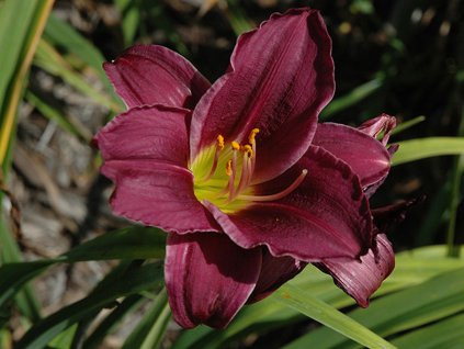 Ľaliovka 'Grape Velvet' - Hemerocallis 'Grape Velvet'