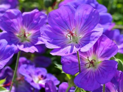 Pakost himalájsky - Geranium himalayense