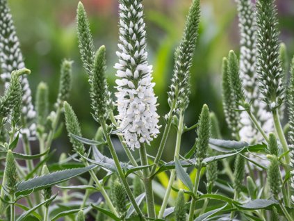 Veronika dlholistá 'Alba' - Veronica longifolia 'Alba'