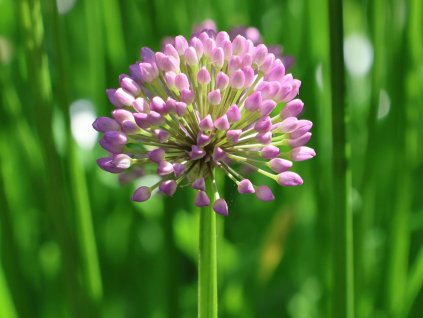 Cesnak šerý 'Little Sapphire' - Allium senescens 'Little Sapphire'