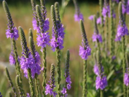 Železník priamy - Verbena stricta
