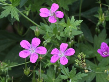 Pakost bahenný - Geranium palustre