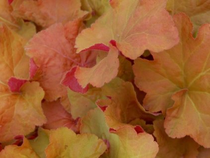 Heuchera 'Caramel' - Heuchera 'Caramel'