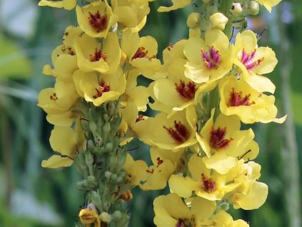 Divízna čierna - Verbascum nigrum