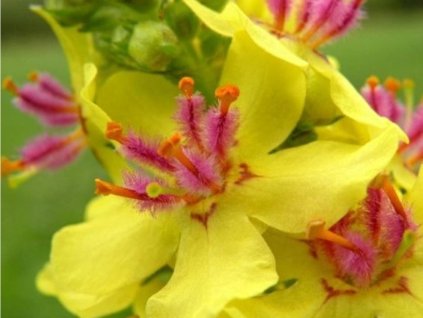 Divízna čierna - Verbascum nigrum
