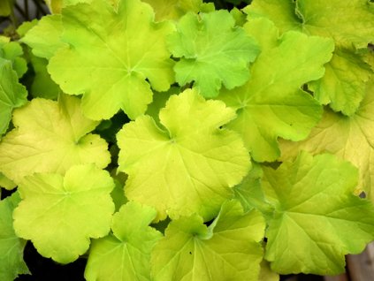 Heuchera 'Guacamole' -'Heuchera 'Guacamole'