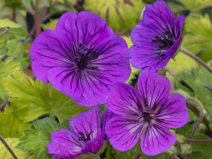 Pakost x cantabrigense 'Mary-Anne®' - Geranium x cantabrigense 'Mary-Anne®'