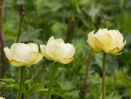 Trollius x cultorum 'Cheddar' (1)