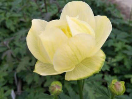 Upolín záhradný 'Cheddar' - Trollius x cultorum 'Cheddar'