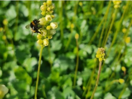 Heuchera 'Schneewittchen' - Heuchera 'Schneewittchen'