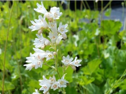 Heuchera krvavá 'White Cloud' - Heuchera sanguinea 'White Cloud'