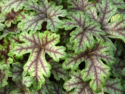 Heuchera 'Tapestry' - Heuchera 'Tapestry'