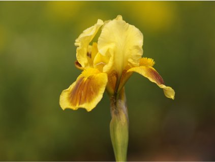 Kosatec nízky 'Ritz' - Iris barbata-nana 'Ritz'