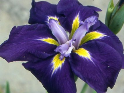 Kosatec Kaempferov 'Sensation' - Iris kaempferii 'Sensation'