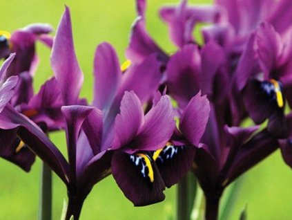 Kosatec sieťkovaný 'J.S. Dijt' -  Iris reticulata 'J.S.Dijt'