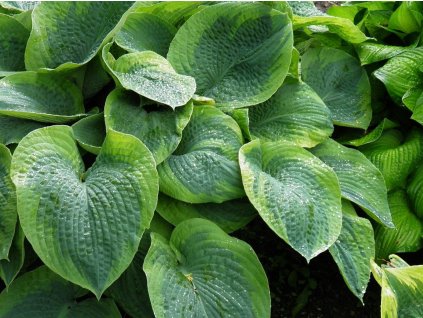 Hosta 'Olive Bailey Langdon'- Hosta 'Olive Bailey Langdon'
