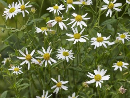 Kalimeris (japonská astra) 'Alba' - Kalimeris incisa 'Alba'