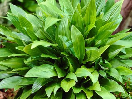Hosta clausa var normalis