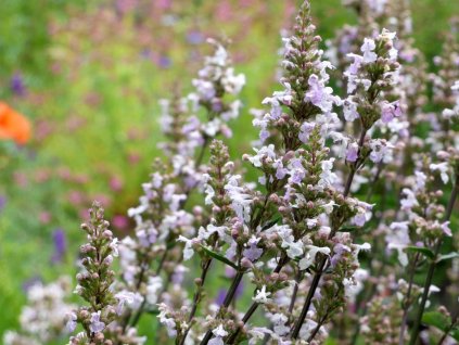 Kocúrnik natý -  Nepeta nuda
