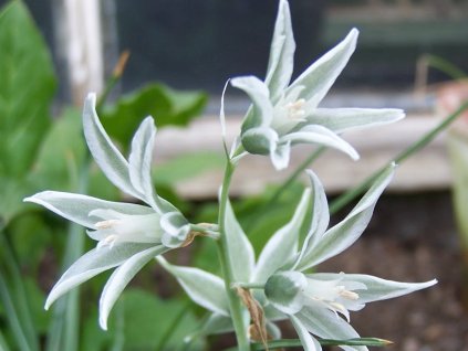 bledavka ovisnutá - Ornithogalum nutans