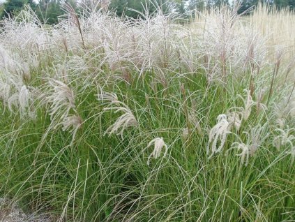 Ozdobnica čínska 'Sarabande' - Miscanthus sinensis 'Sarabande'