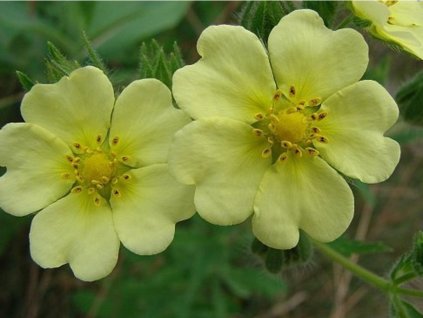 Nátržník priama - Potentilla recta