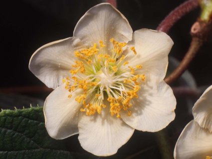 Kiwi 'Minki Male' - samec