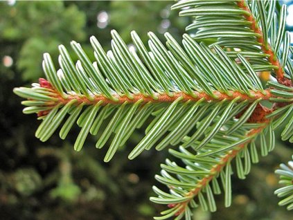 Jedľa biela  Abies alba