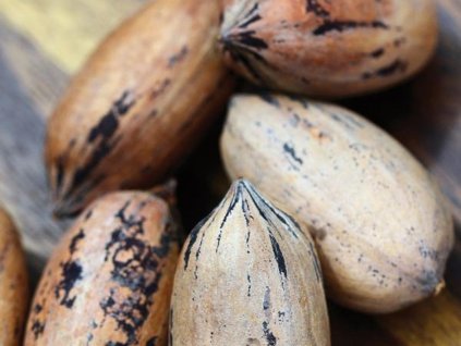 Orechovec pekanový 'Mohawk'