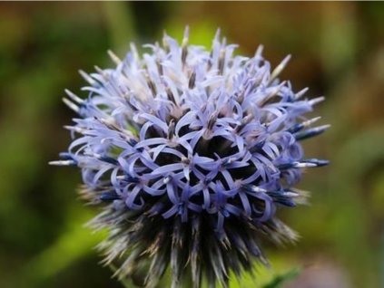 Bielorton banátsky 'Taplow Blue' - Echinops bannaticus 'Taplow Blue'