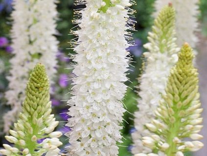 Fakľa 'Tropical Dream' - Eremurus isabellinus 'Tropical Dream'