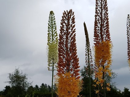 Fakľa 'Rumba' - Eremurus isabellinus 'Rumba'
