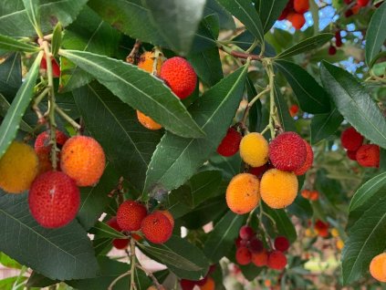 Planika obyčajná 'Rubra'