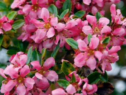 Eskalonia 'Donard Seedling'