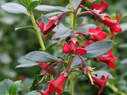 Eskalónia 'Red Elf'