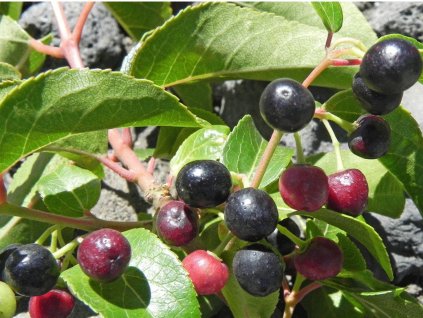 Aristotelie chilská