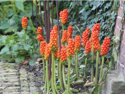 Árón talianský 'Marmoratum' - Arum italicum 'Marmoratum'  Arum italicum 'Marmoratum'