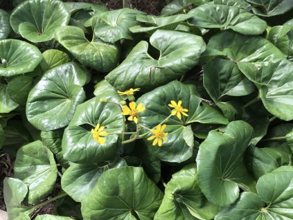 Popelivka japonská 'Giganteum'  Farfugium japonica 'Giganteum'