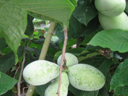 Ásimina trojlaločná 'Davis'  Asimina triloba 'Davis'