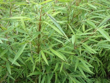 Fargesia angustissima/Bambus