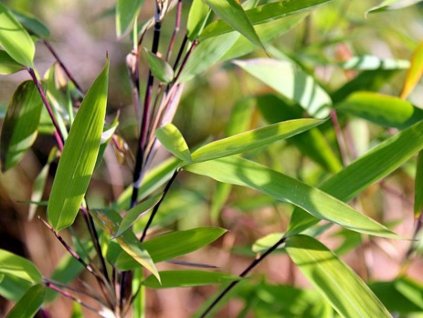 Fargesia demissa 'Gerry'/Bambus  Fargesia demissa 'Gerry'