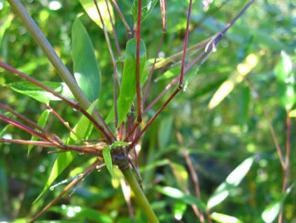 Fargesia denudata 'Xian 2'/Bambus  Fargesia denudata 'Xian 2'