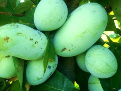 Ásimina trojlaločná 'Mango'  Asimina triloba 'Mango'