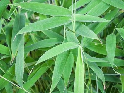 Fargesia murielae 'Lava' - Bambus  Fargesia murielae ‘Lava’