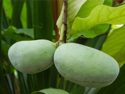 Ásimina trojlaločná 'Mitchell'  Asimina triloba 'Mitchell'