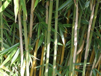 Fargesia murielae 'Jumbo' - Bambus  Fargesia murielae 'Jumbo'